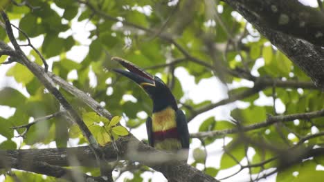 colorful chestnut-eared aracari bird in tropical forest during daytime. selective focus shot