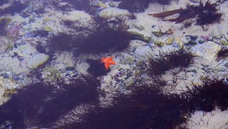Small-delicate-orange-starfish-sitting-on-sand-underwater-among-aquatic-sea-life