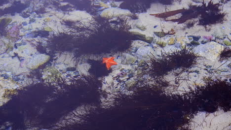 small delicate orange starfish sitting on sand underwater among aquatic sea life