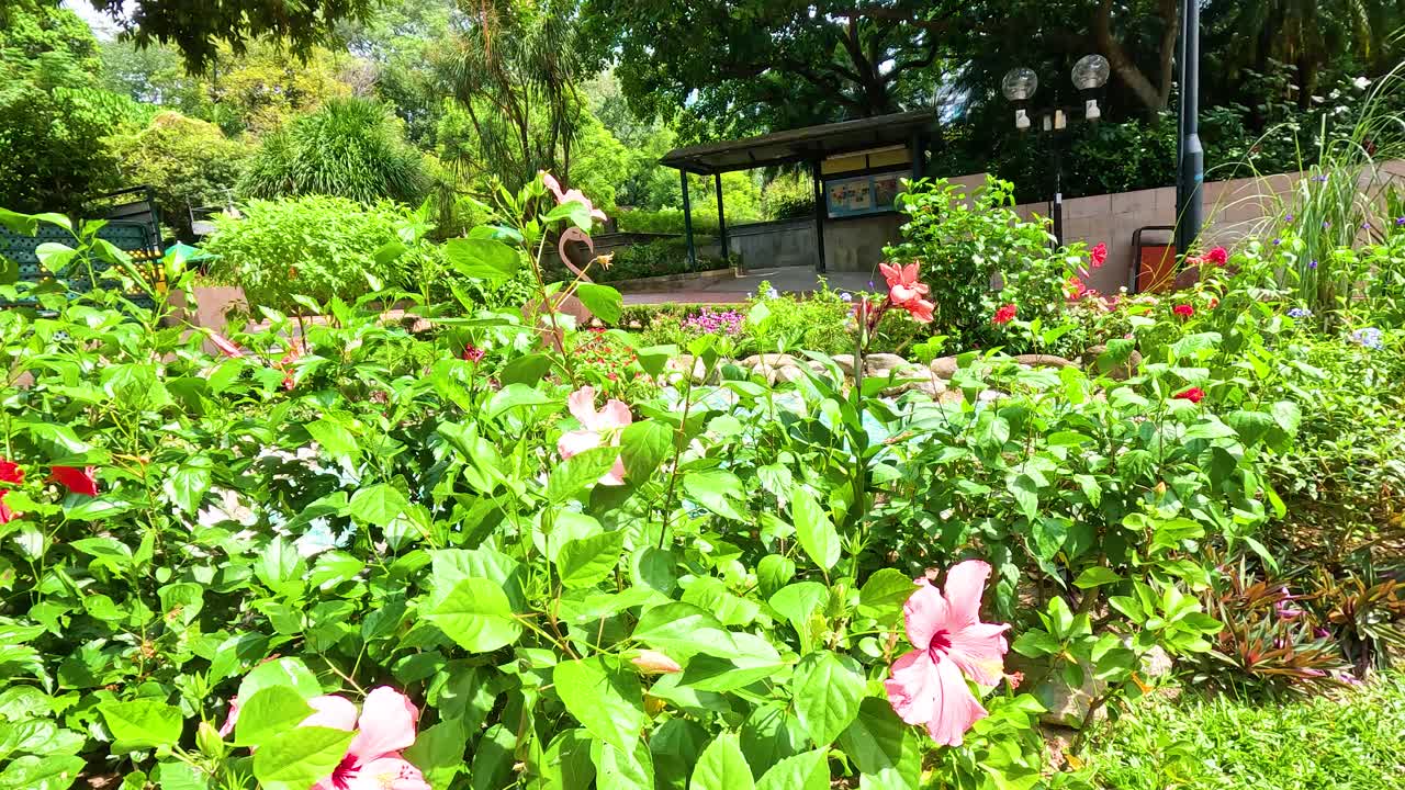 홍콩 공원에서 다채로운 꽃이 피고 있습니다.