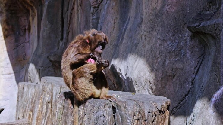 Babbuino nello zoo di Berlino seduto al sole.