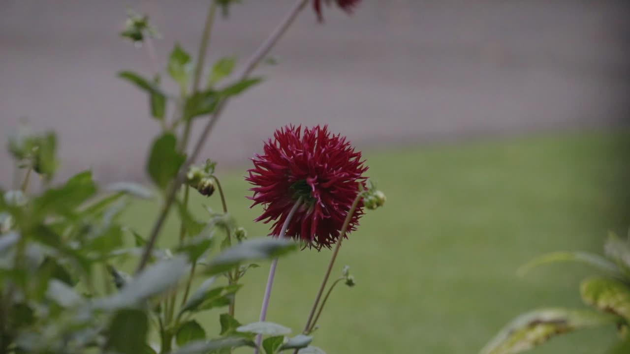 Slo motion close up of red flower on rainy day