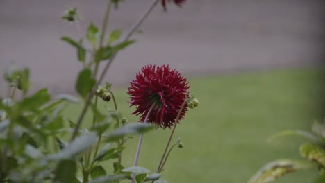 slo motion close up of red flower on rainy day