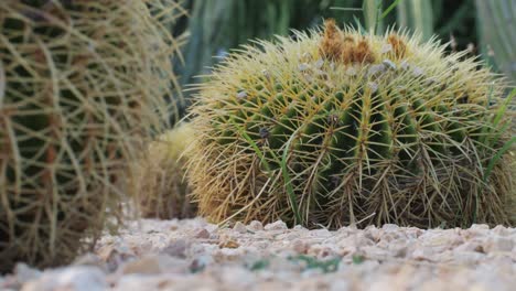 close up green cactus with yellow spines within a desert environment, city park in barcelona, montjuic. african background