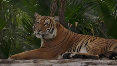 tiger laying down in jungle zoo habitat slomo