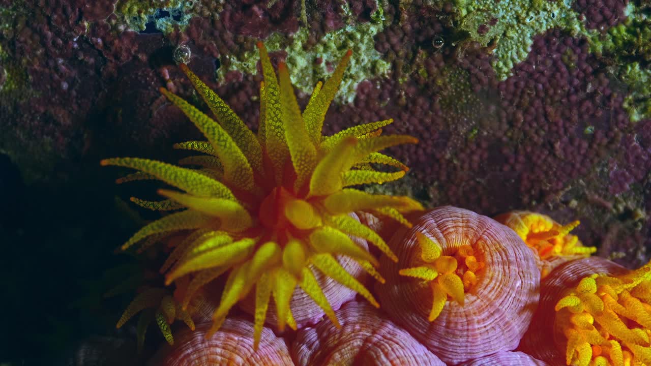 Primo piano dettagliato di tentacoli di corallo esotico arancione in un porto
