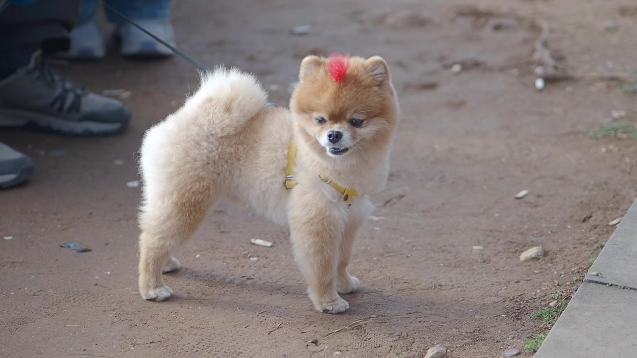 Liten pomeranianhund med rød mohawk står utendørs.