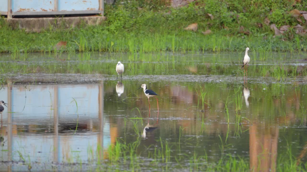 Egrets and a black-winged stilt wading in shallow waters with reflections, green backdrop