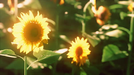 Feld-Blühender-Sonnenblumen-Bei-Sonnenuntergang