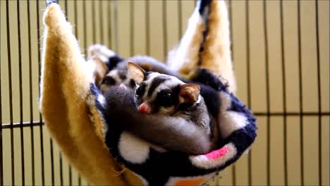 two sugar gliders snuggling in a hammock
