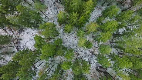 establishing aerial birdseye footage of trees covered with light snow, nordic woodland pine tree forest, foggy overcast winter day, mist rising, low clouds moving, wide drone shot moving backward