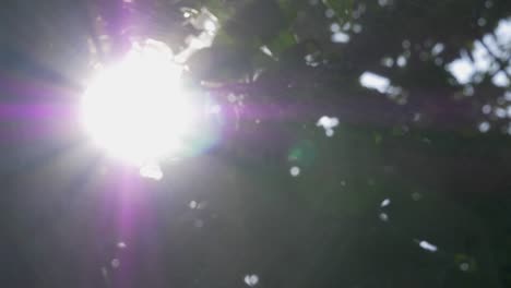 sunlight seen through branches