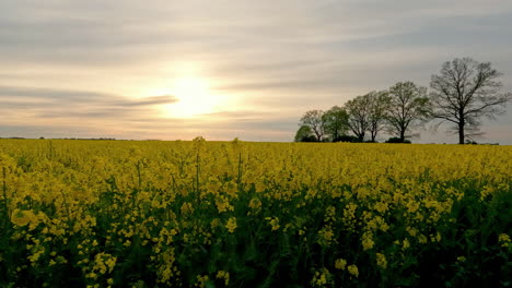 Field-of-yellow-rattle-flowers-at-sunset-behind-clouds-in-rural-area