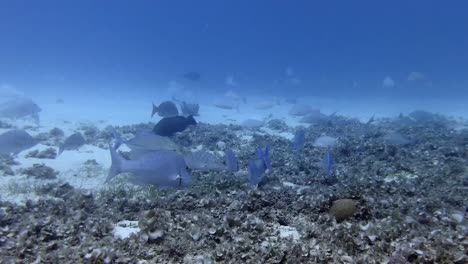 fis shoal swimming over shallow coral reef