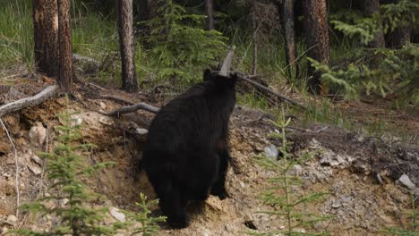 Im-Sanften-Licht-Der-Dämmerung-Sieht-Man-Ein-Junges-Schwarzbärenjunges,-Das-Durch-Die-Äste-Einer-Kiefer-In-Einem-Dichten-Nordamerikanischen-Wald-Navigiert-Und-Seine-Kletterfähigkeiten-Und-Sein-Natürliches-Verhalten-In-Seinem-Lebensraum-Zur-Schau-Stellt