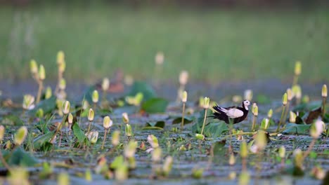 Jacana-De-Cola-De-Faisán-Limpiando-Su-Pluma-Después-Del-Baño-En-El-Estanque