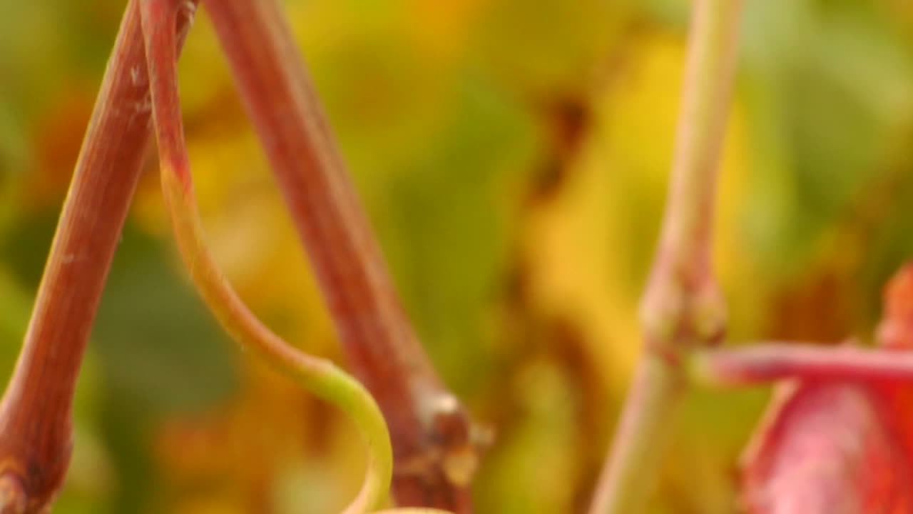 una bandeja vertical de uvas de vino tinto y colores de otoño