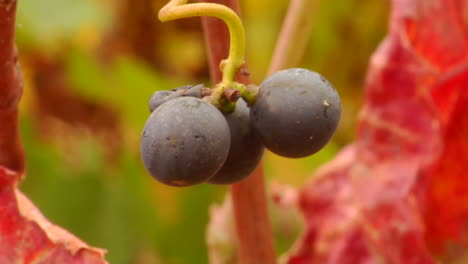 una bandeja vertical de uvas de vino tinto y colores de otoño