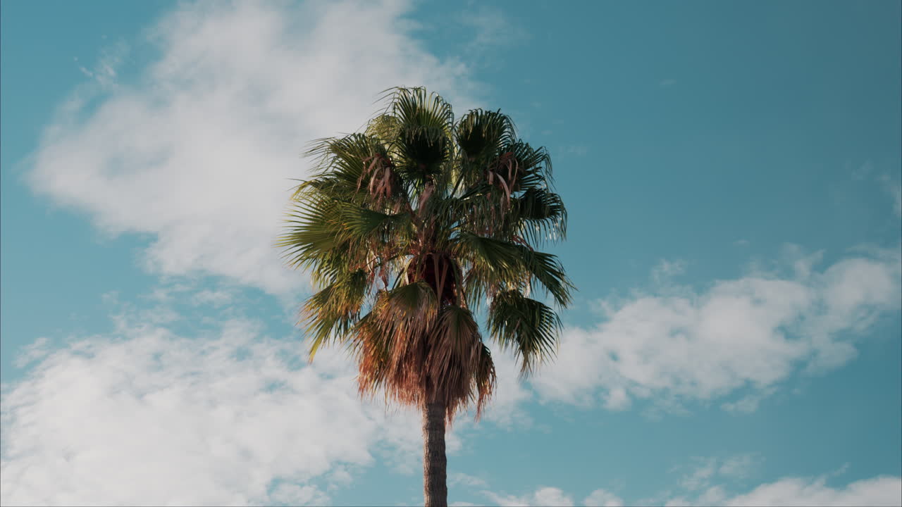 Low angle view of a palm tree on a blue sky background in daylight