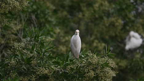 garcilla bueyera vagando por los árboles en busca de insectos en la tierra pantanosa - bahrein