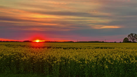 Orangeroter-Sonnenuntergang-über-Horizont-über-Rapsfeld