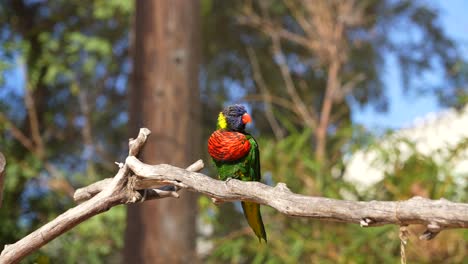 Un-Lorikeet-Arcoiris-Solitario-Posado-En-Una-Rama-De-árbol-En-El-Bosque