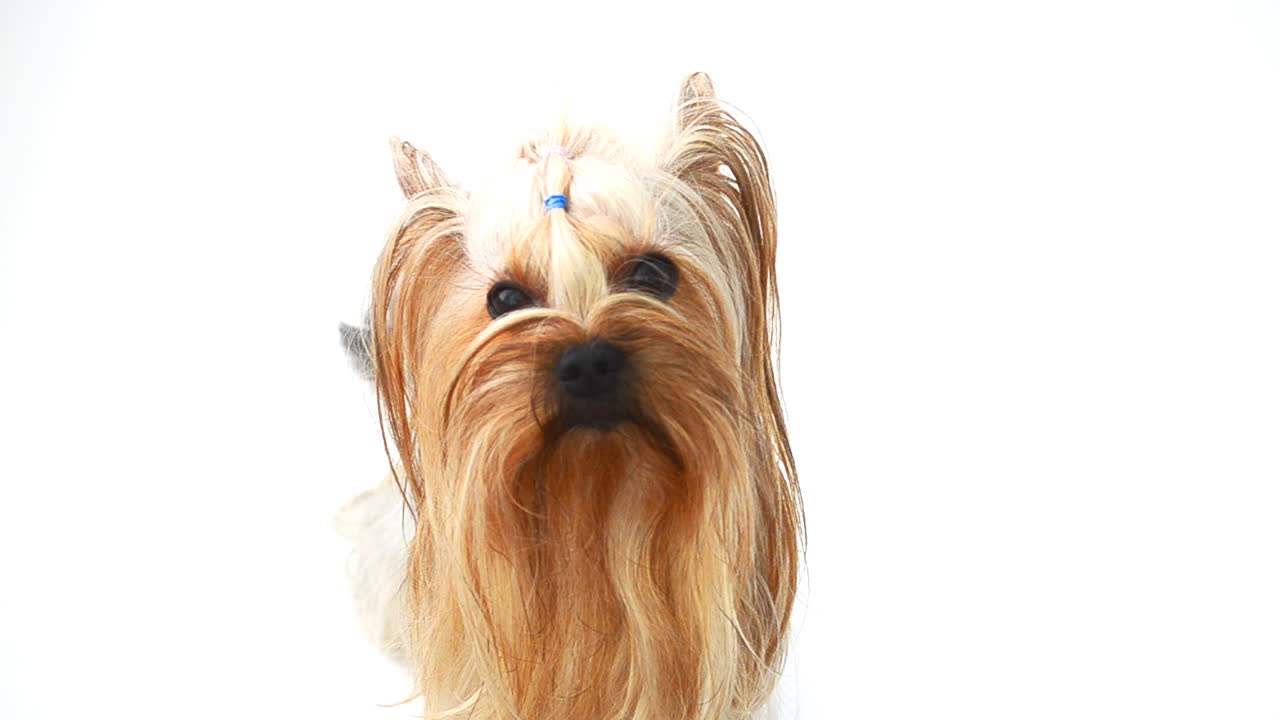Yorkshire terrier su sfondo bianco, un cane. Riprese di un cane