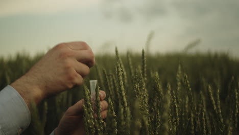 Putting-wheat-into-test-tube,-quality-control-of-food,-extreme-closeup-view