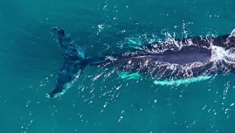 Nahaufnahme-Einer-Mutter-Und-Eines-Kalbs,-Die-Im-Warmen,-Türkisfarbenen-Tropischen-Wasser-Der-Karibik-Schwimmen,-Aus-Der-Vogelperspektive