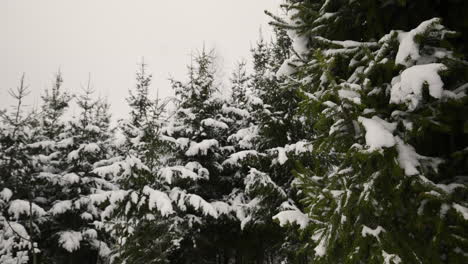 bosque cubierto de nieve