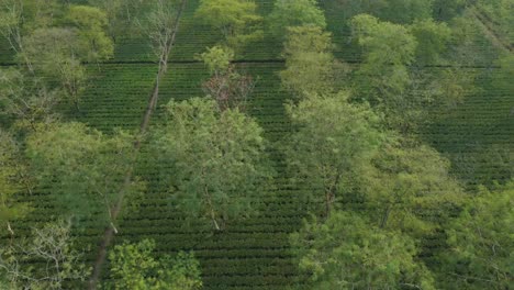 drone shot or motion shot of tea garden