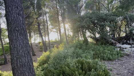 French-forest-with-sunset,-low-sun-between-forests