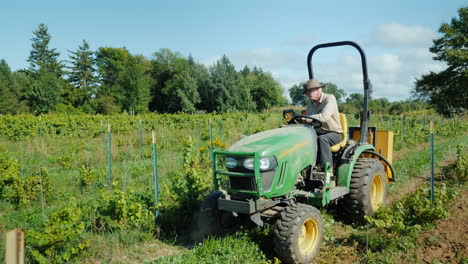 a farmer works on a small tractor uproots weeds near the vineyard