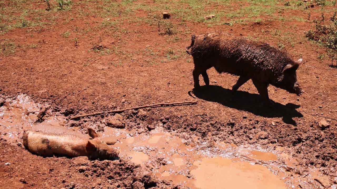 돼지가 진 어리를 가로지르고 있다.