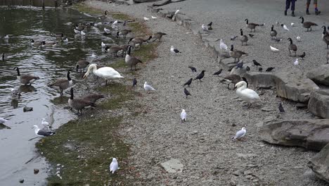 a multitude of water birds flock on a small pebble beach on the shores of lake windermere in the lake district, cumbria, england, uk