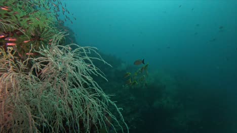 small fishes swimming on a coral reef in deep tropical water