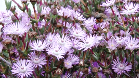 una abeja de miel se cierne sobre margaritas rosas en primavera, cámara lenta