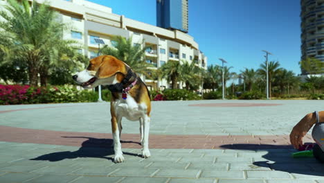 beagle dog sleepy in the sun