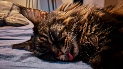 Maine Coon house pet feline sleeping with tongue out resting taking a nap indoor
