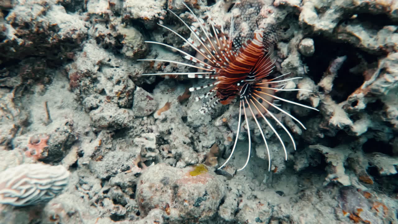 Cinematic slow motion shot of a spotfin lionfish pterois antennata in ...