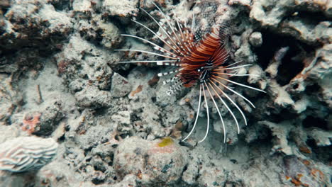 cinematic slow motion shot of a spotfin lionfish pterois antennata in the philippines, asia, underwater, slomo