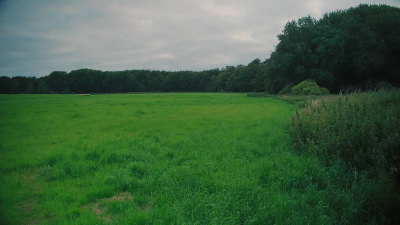 Wide view of a green meadow surrounded by trees on Langeland, Denmark, peaceful vibe
