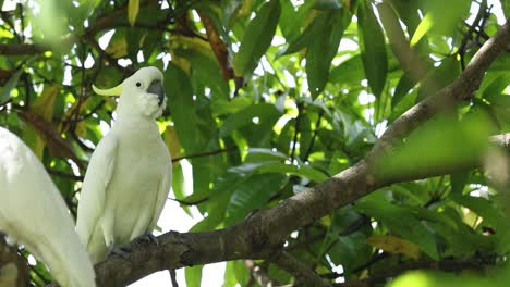dos cacatúas interactúan en un árbol exuberante