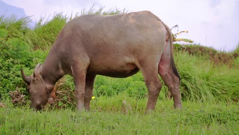 El-Pastoreo-De-Búfalos-Estaba-En-El-Pasto