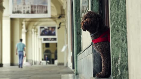 torino, italy. a cute dog standing in front of a shop door and watching pedestrian as they pass by on a small street in torino old town