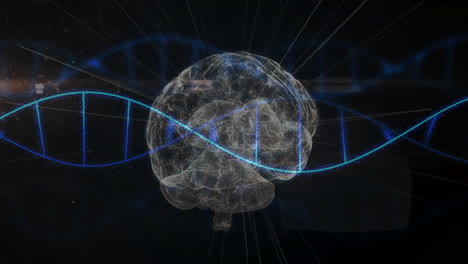 in school, animation of dna intertwining with transparent brain for genetic research