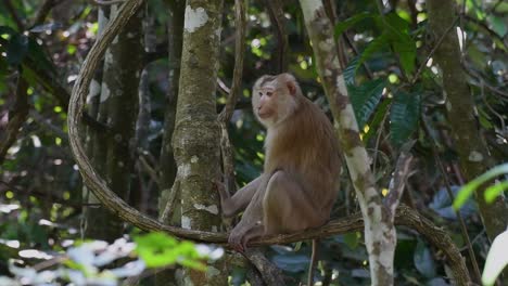 el macaco de cola de cerdo del norte es un primate que se encuentra comúnmente en el parque nacional de khao yai, aunque es una especie vulnerable