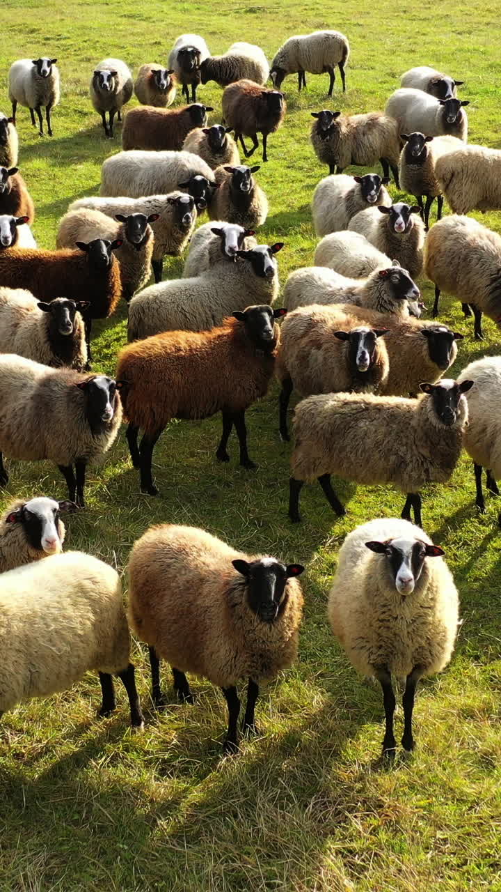 Sheep animals on a meadow. Beautiful sheep on pasture in a sunny day. Herd of sheep in nature. Well-groomed domestic animals outdoors. Vertical video