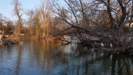 Peaceful-lake-with-birds:-pelican,-cormorant-and-duck