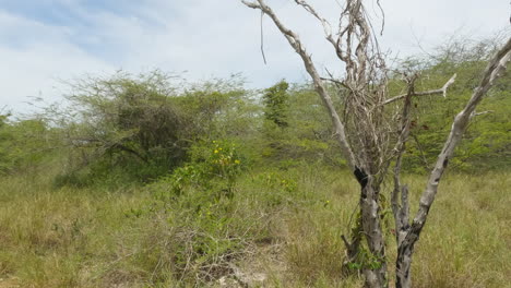 Dried-And-Dying-Plant-Amidst-Grassy-Wilderness-At-Cabo-Rojo-National-Wildlife-Refuge-In-Puerto-Rico